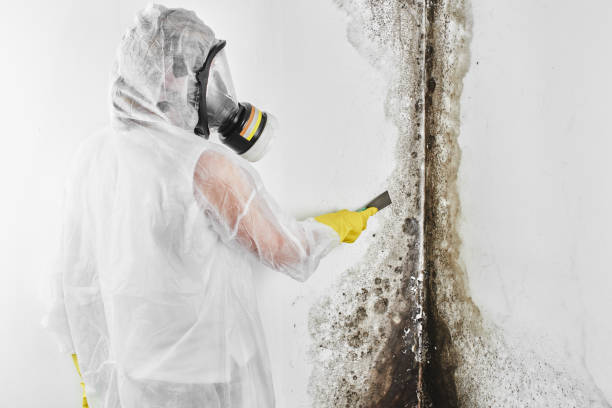 Best Local Mold Removal Service  in Middleburg Heights, OH