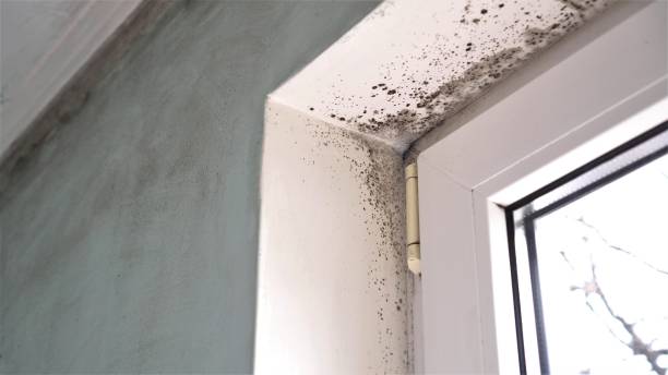 Best Mold Remediation Services  in Middleburg Heights, OH