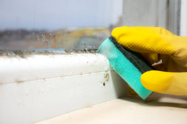 Best Black Mold Removal  in Middleburg Heights, OH