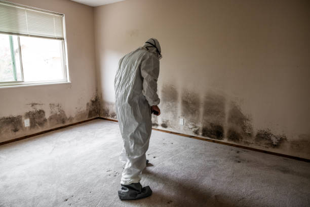 Best Fast Mold Removal  in Middleburg Heights, OH